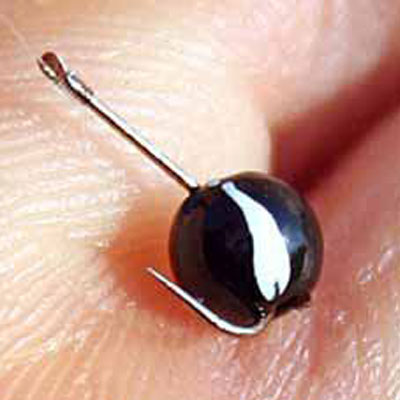 amorse feeder