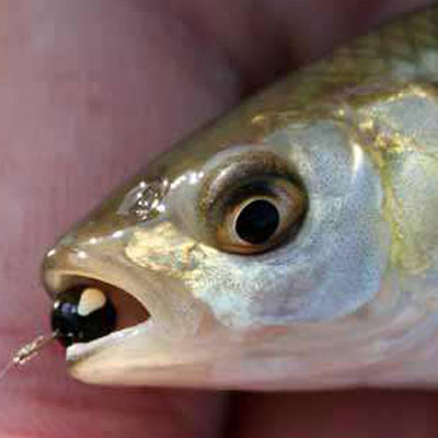 amorse feeder