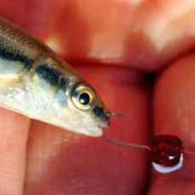 amorse feeder
