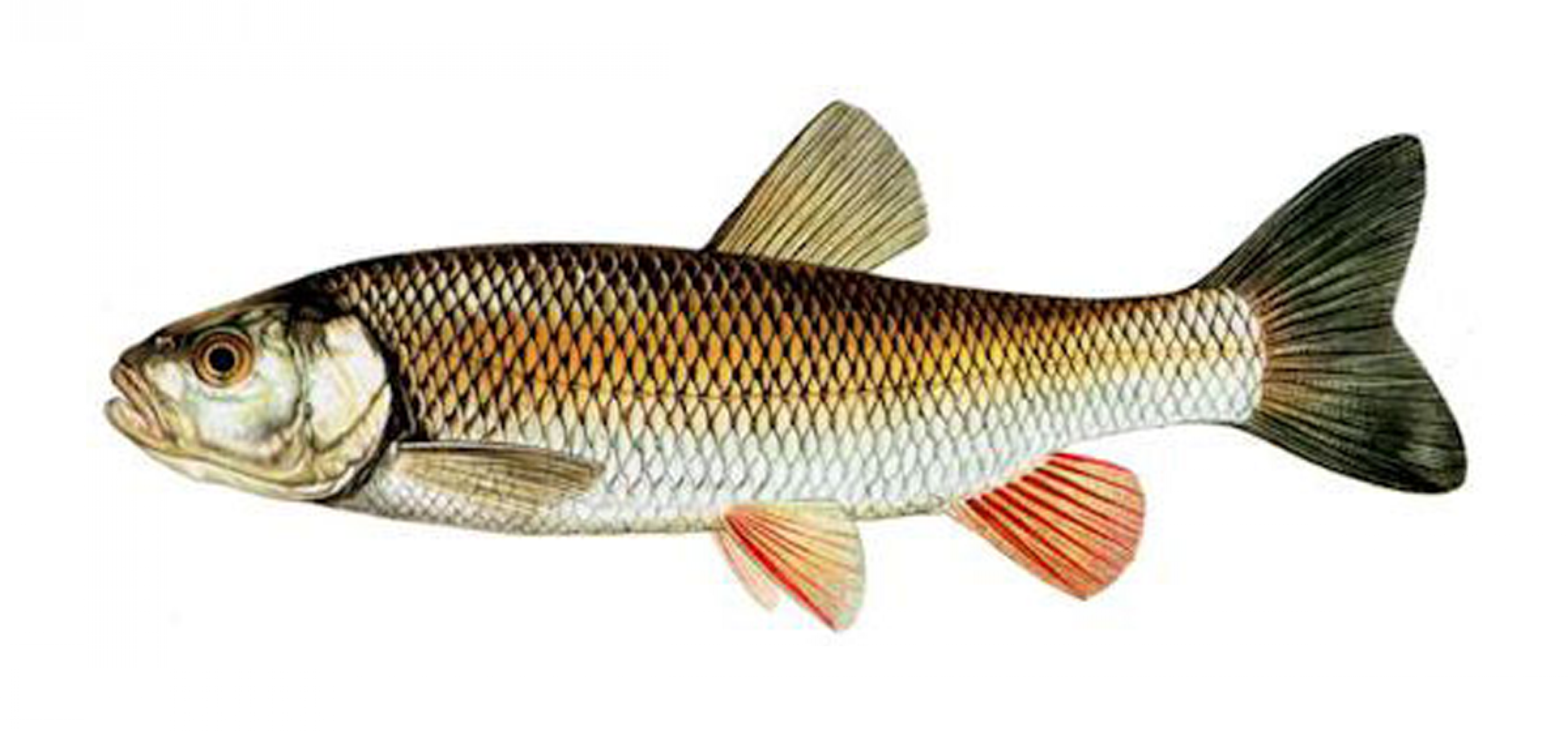 chevesne