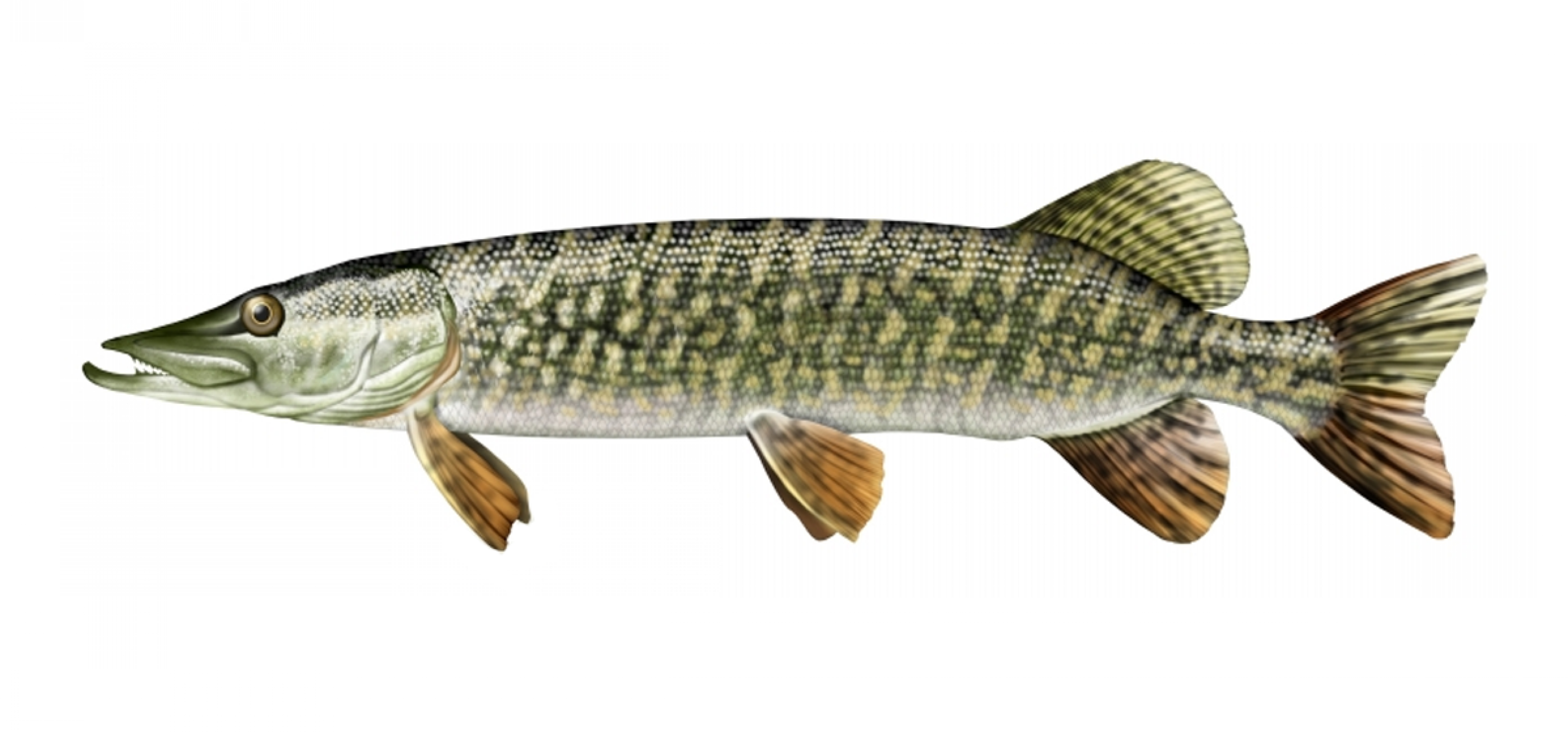 brochet